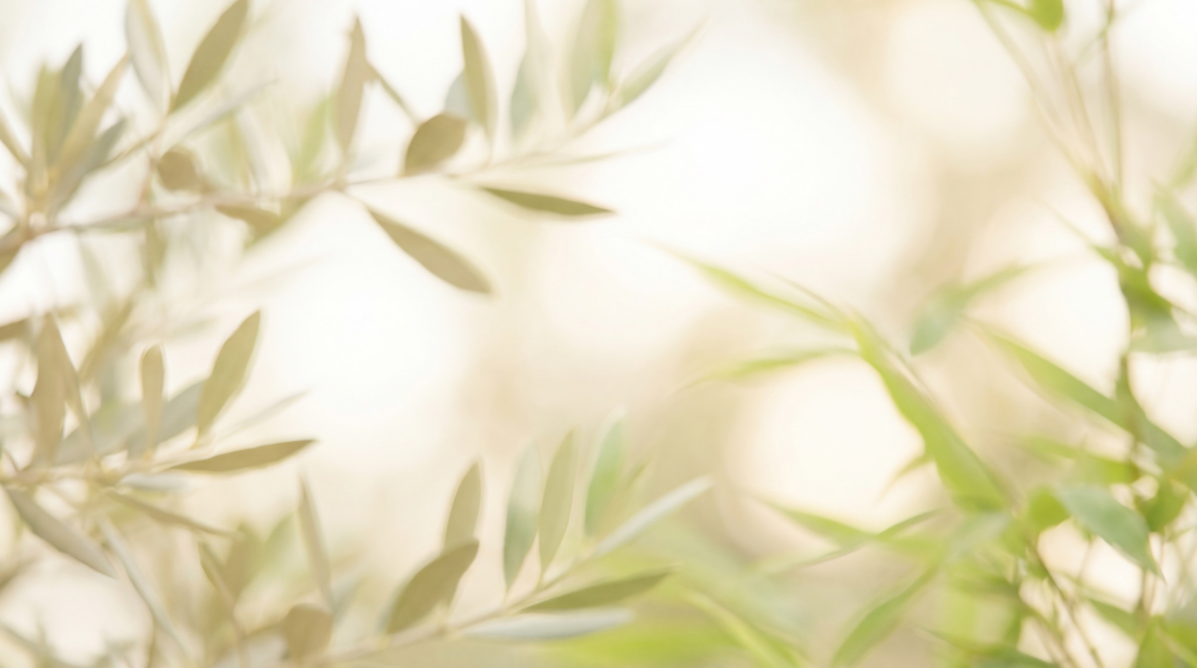 Soft out-of-focus olive leaves in bright daylight